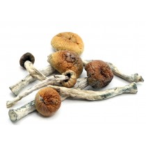 Magic Mushrooms *Gold Member Strain*