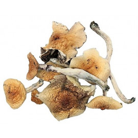 Magic Mushrooms *B+ Strain*