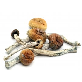 Magic Mushrooms *Gold Member Strain*