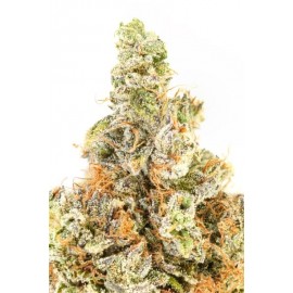 Greasy Pink - By East Coast Collective *AAAA Super Quad*  