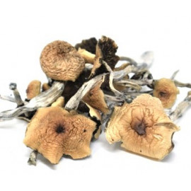 Magic Mushrooms *Golden Teacher Strain*