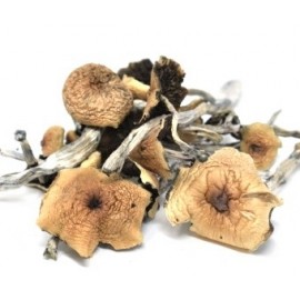 1/4 oz (7 grams) Psilocybin Shrooms *Special*