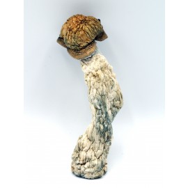 Magic Mushrooms *Makilla Gorilla Strain*
