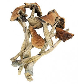 Magic Mushrooms *Malabar Strain*
