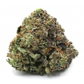 Master Kush