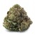 Master Kush