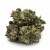 Strawberry Cough *Smalls*