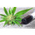 RSO Oil 3ml - Papaya Punch - 79.0% THC 